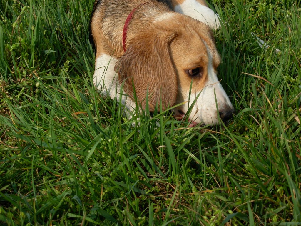 Teo 